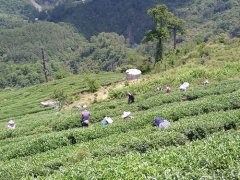 台湾茶比较出名的品牌品种有哪些 中国台湾十大名茶品牌排行榜