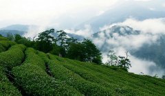 世界茶叶主要生产地区 我国最大茶叶产区是哪里 哪里茶叶最出名