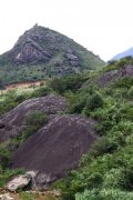 武夷山岩茶凤凰山单枞茶的风味区别 肉桂和水仙哪个档次高