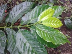阿拉比卡豆有多少品种 牙买加蓝山和Kona是阿拉比亚品种系列吗