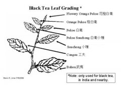 锡兰红茶斯里兰卡私家茶园一等茶的价格 锡兰红茶口感好不好喝？