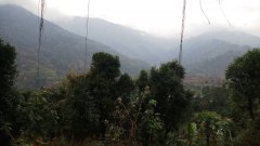 Hilton品牌大吉岭红茶价格贵不贵？Ambiok大吉岭茶园的茶好喝吗？